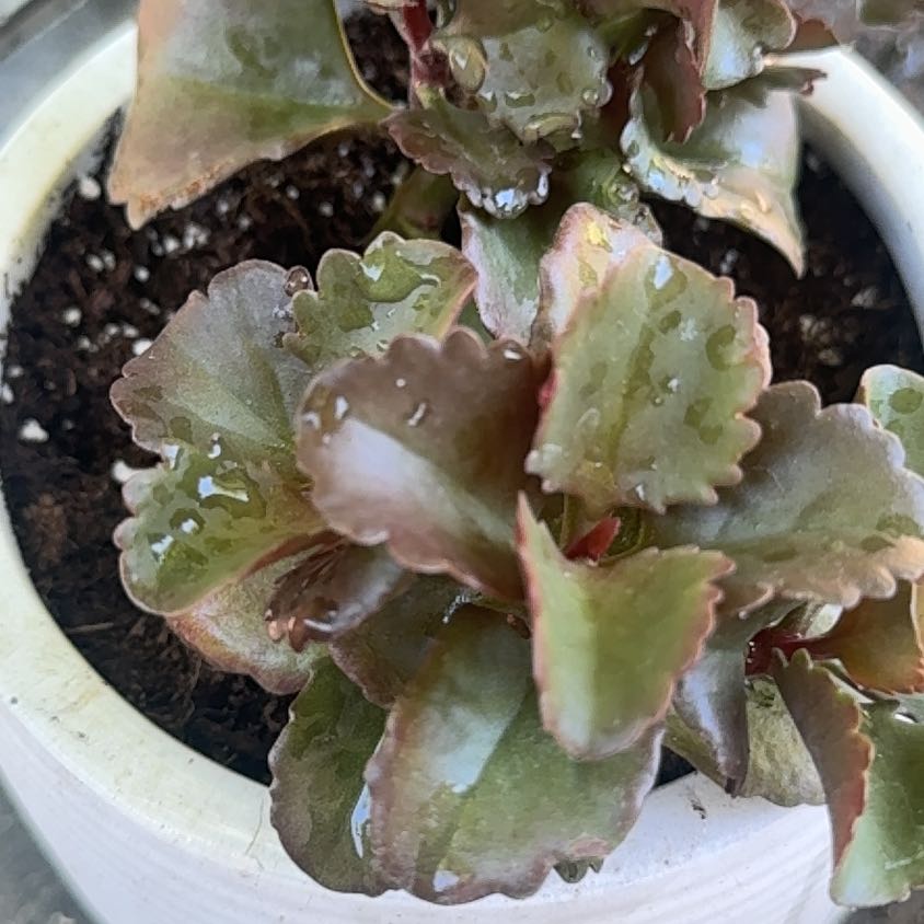 Photo of the plant species Kalanchoe longiflora var. coccinea by @ClassyGreen51 named Girlfrond on Greg, the plant care app
