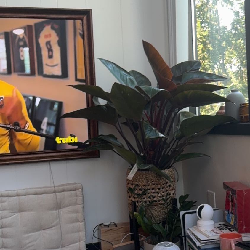 Photo of the plant species Philodendron 'Congo' by @CivilPandan20 named Orwell on Greg, the plant care app