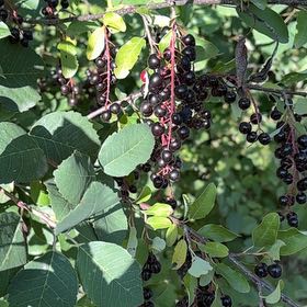Photo of the plant species Bird Cherry by @NewAnise74 named Robert Plant on Greg, the plant care app