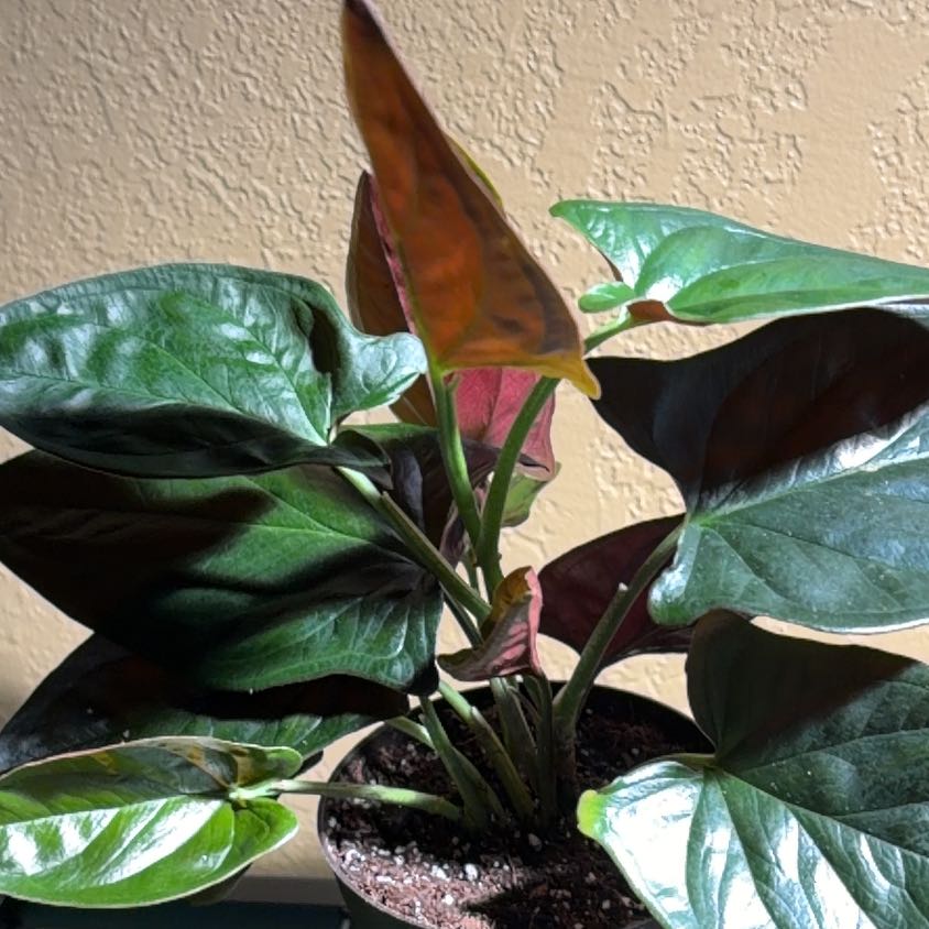 Photo of the plant species Arrowhead Vine 'Red Arrow' by @LordlyShallot43 named Red on Greg, the plant care app
