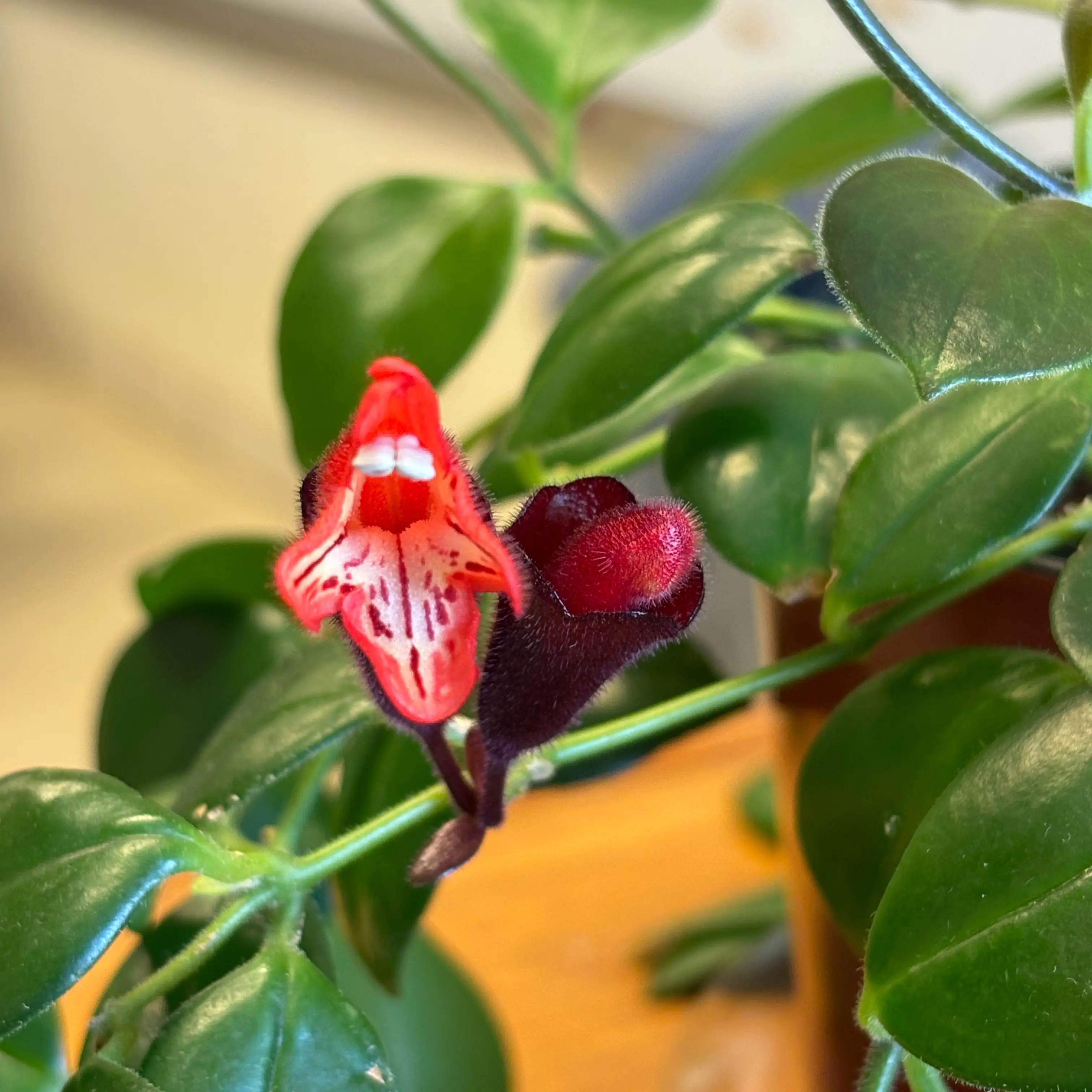 Photo of the plant species Lipstick Plant by @LordlyShallot43 named Mona Lisa on Greg, the plant care app