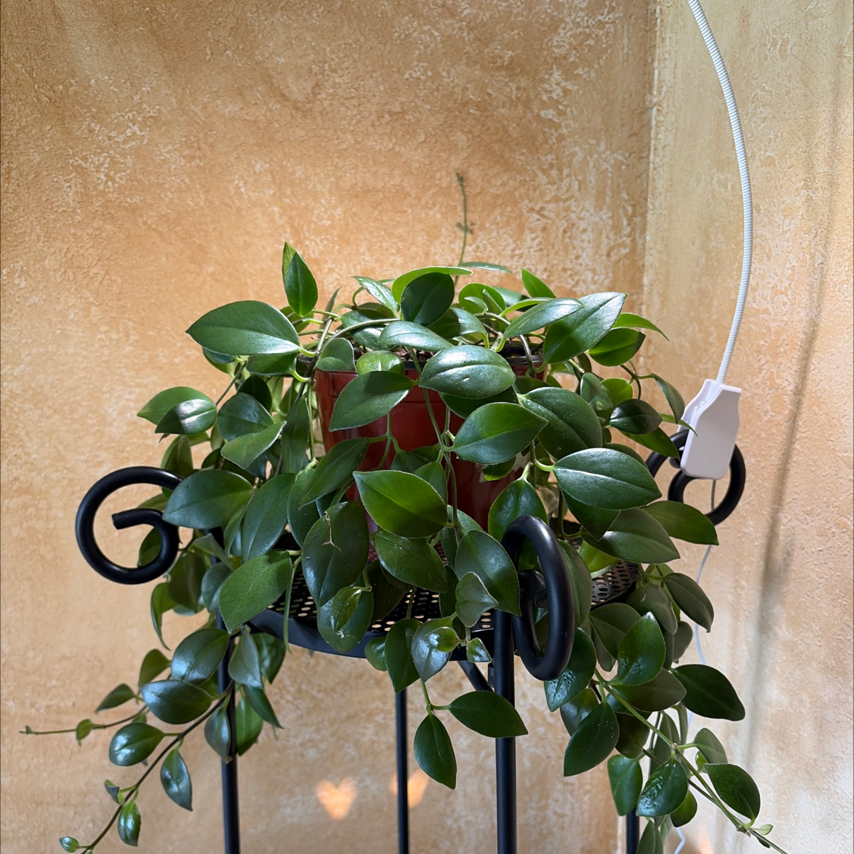Photo of the plant species Lipstick Plant by @LordlyShallot43 named Mona Lisa on Greg, the plant care app