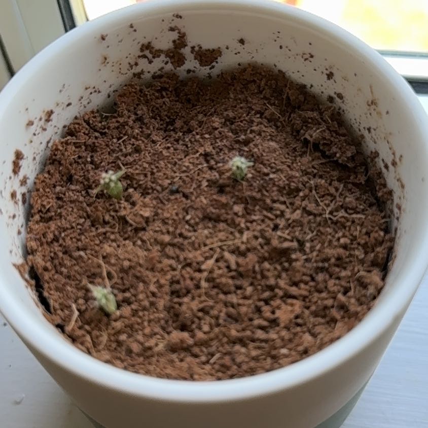 Photo of the plant species Barrell Cactus by @ParamountPepino named ChloroPhil on Greg, the plant care app