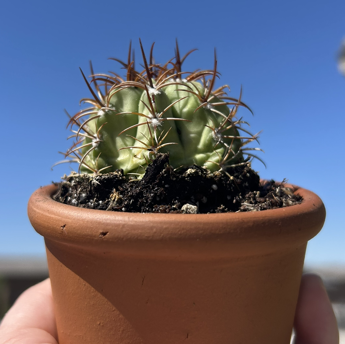 Photo of the plant species Melocactus azureus by @CasualPigfern named Edward on Greg, the plant care app