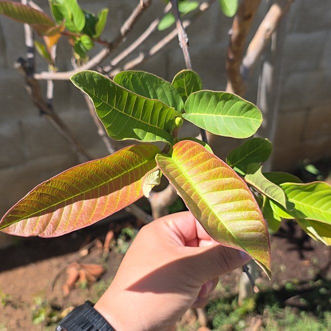 Photo of the plant species Guava Tree by @VipDamsii40 named Gregarious on Greg, the plant care app