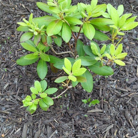 Photo of the plant species Coast Rhododendron by @FamedCannalily5 named Roadie on Greg, the plant care app