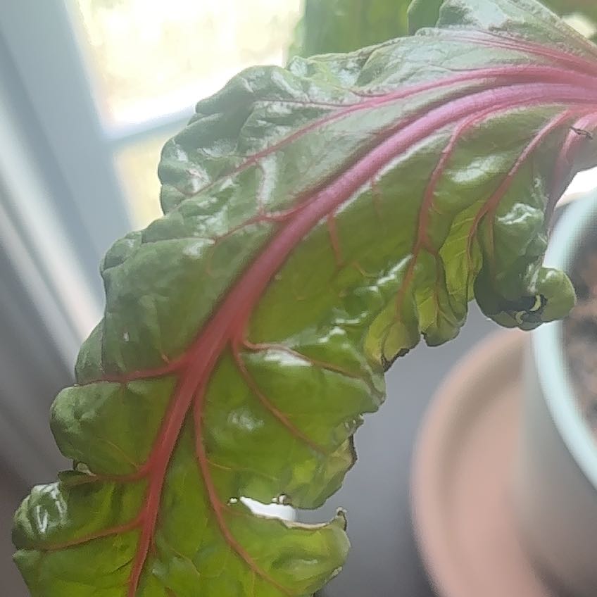 Photo of the plant species Beta Vulgaris by @PotentBaytree13 named Miley on Greg, the plant care app