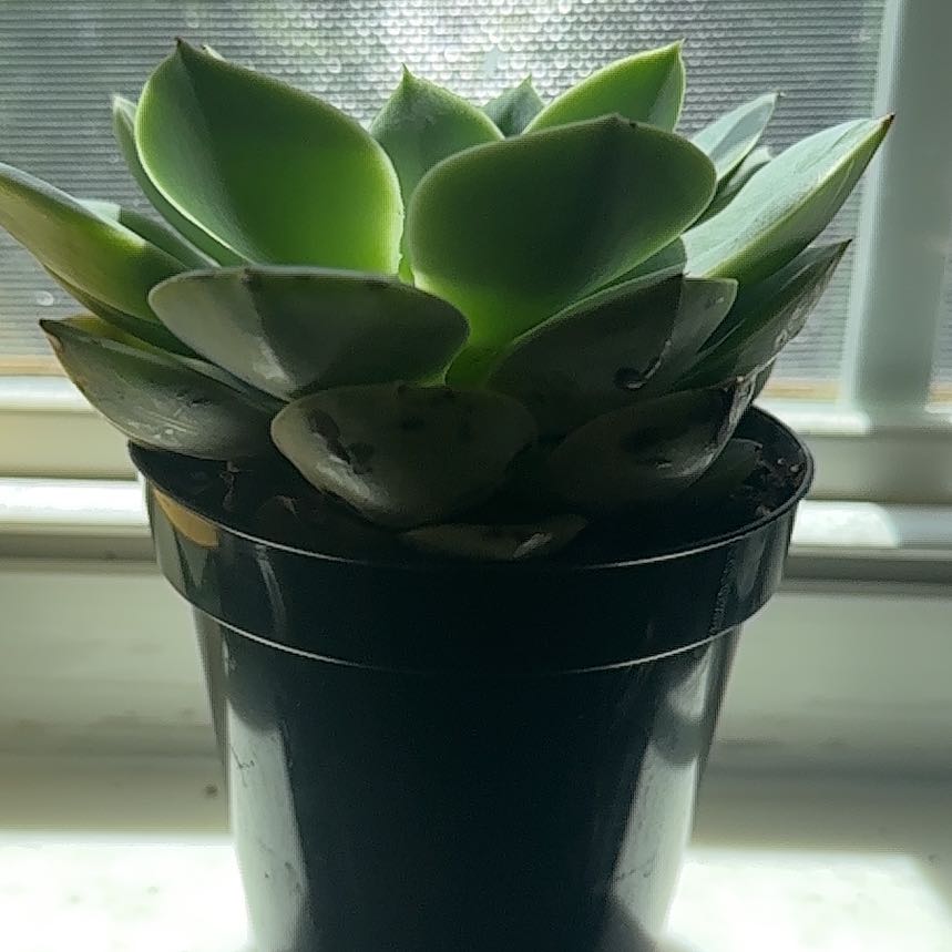 Photo of the plant species Blue Atoli Echevaria by @FabAnchistea99 named Bella on Greg, the plant care app
