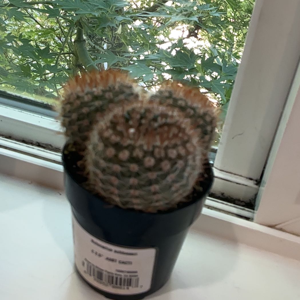 Photo of the plant species Cinnamon Cactus by @HopefulViszsla named Treeyoncé on Greg, the plant care app