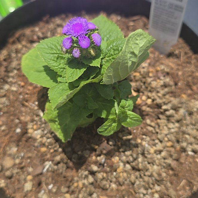 Photo of the plant species Flossflower by @VipGray8 named Willow on Greg, the plant care app