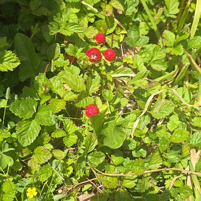 Photo of the plant species Mock Strawberry by @VipGray8 named Anne on Greg, the plant care app