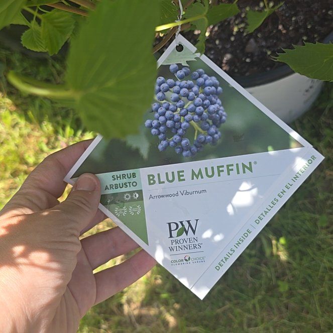 Photo of the plant species Arrowwood Viburnum by @VipGray8 named Bigleef Smalls on Greg, the plant care app