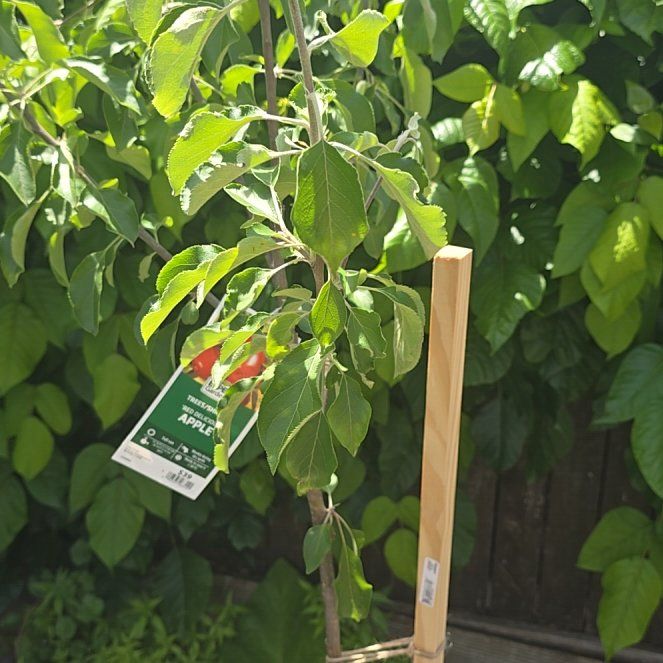 Photo of the plant species Apple by @VipGray8 named Tolkien on Greg, the plant care app