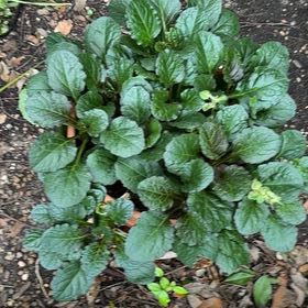 Photo of the plant species Blue Bugle by @RoundRedflax54 named Bruce Lee on Greg, the plant care app