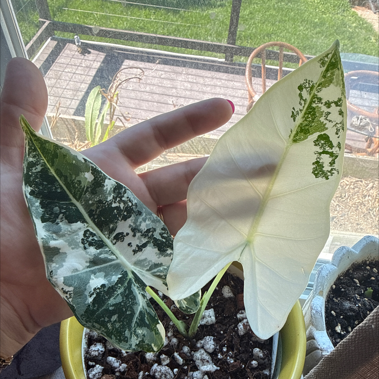 Photo of the plant species Variegated Alocasia frydek by @planteridkher named miss mochi girl on Greg, the plant care app