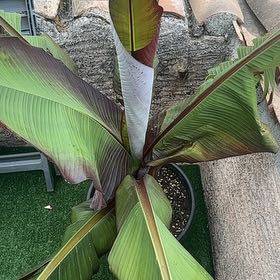 Photo of the plant species Ethiopian Banana by @FunRedbeech32 named Captain Plant-it on Greg, the plant care app
