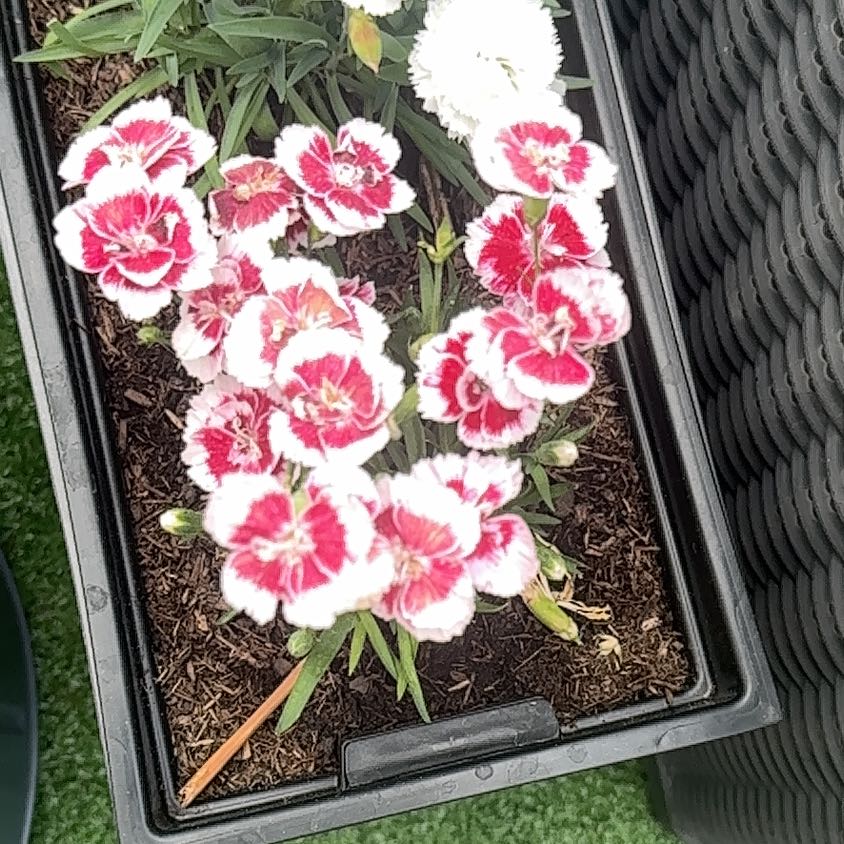 Photo of the plant species Sweet William by @FunRedbeech32 named Beyonce on Greg, the plant care app