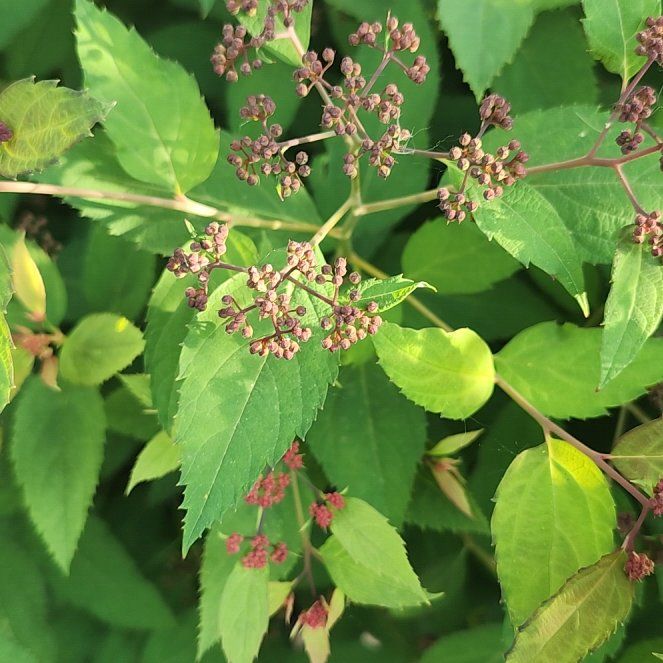 Photo of the plant species Japanese Meadowsweet by @PlenaryPothos80 named Dax on Greg, the plant care app