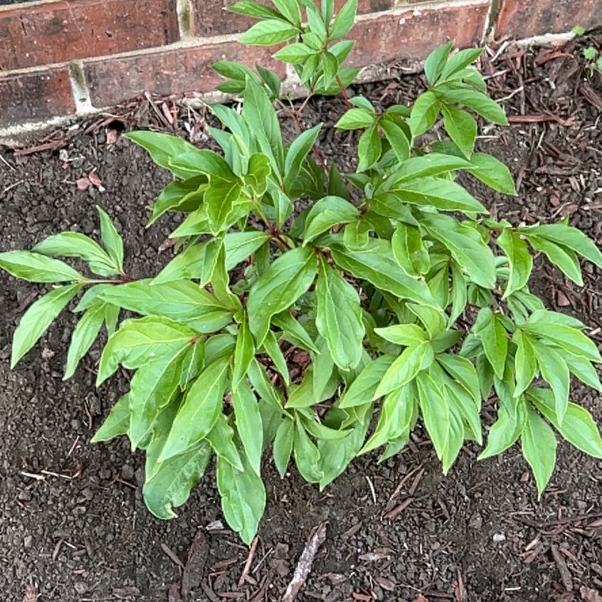Photo of the plant species Chinese Peony by @HotBanana49 named Walt on Greg, the plant care app