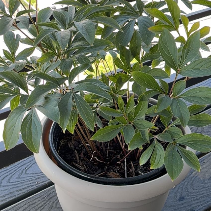 Photo of the plant species Chinese Peony by @SuaveMayten80 named Fernie Mac on Greg, the plant care app