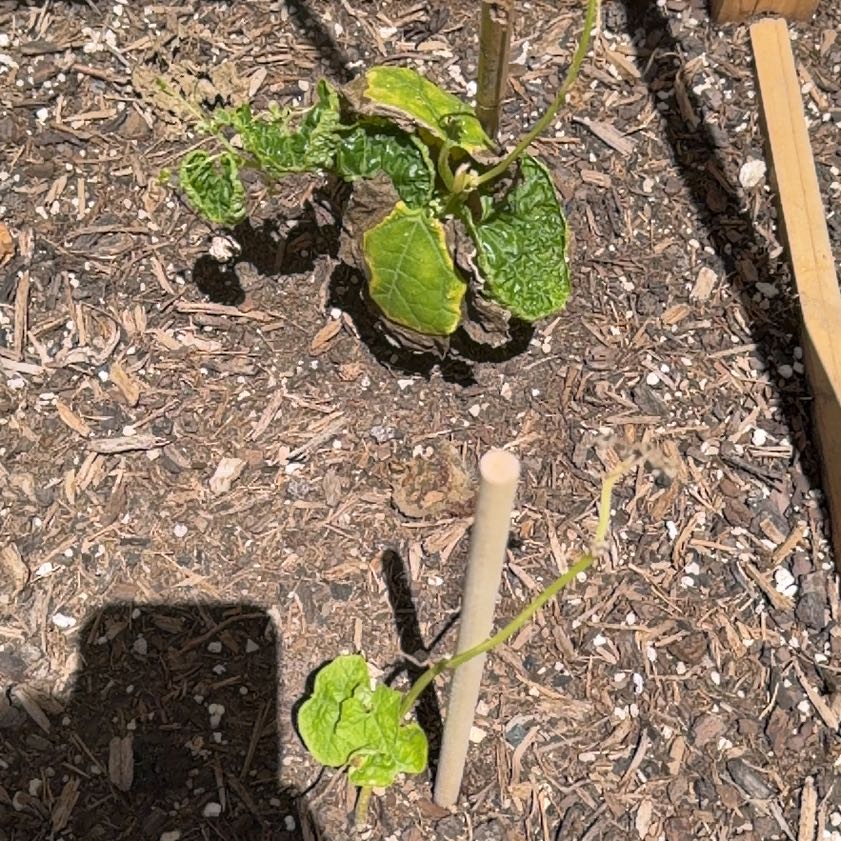Photo of the plant species Calabash by @HoorayRedflax76 named Pax on Greg, the plant care app