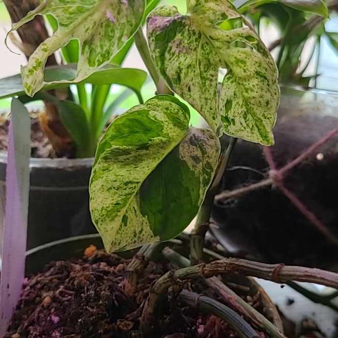 Photo of the plant species Marble Epipremnum Pinnatum by @EarthlyTreeivy named Winston on Greg, the plant care app