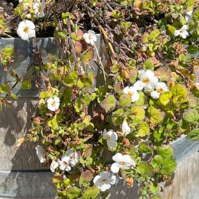 Photo of the plant species Salvia Cistus by @PoshSubclover28 named Harry on Greg, the plant care app