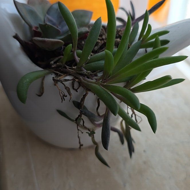 Photo of the plant species Sea Purslane by @AlwaysLukiwan61 named Queen on Greg, the plant care app