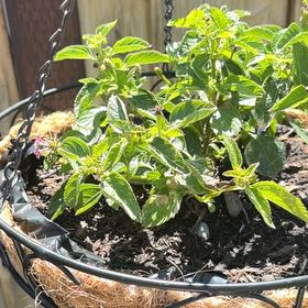 Photo of the plant species Yellow Sage by @PerkyBonsi59 named Kendall on Greg, the plant care app