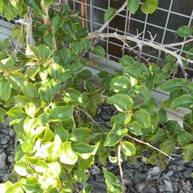 Photo of the plant species New Zealand Broadleaf by @PerkyBonsi59 named Khaleesi on Greg, the plant care app