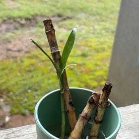 Photo of the plant species Sugar Cane by @GaietyChia15 named Oscar on Greg, the plant care app