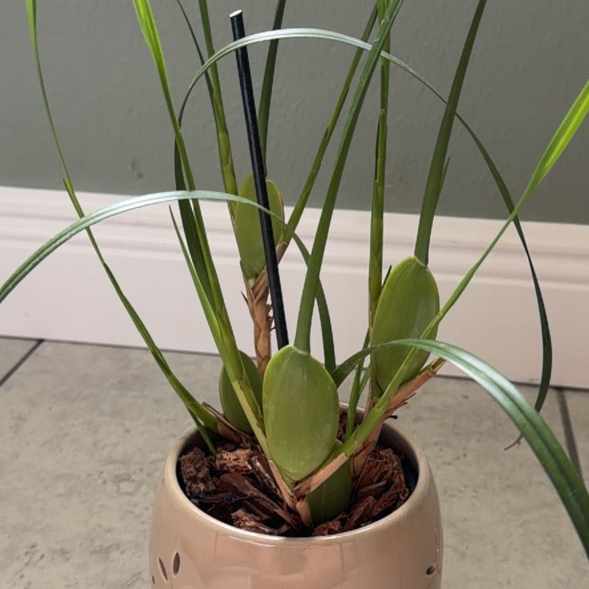 Photo of the plant species Coconut Orchid by @tnydncr89 named Gates on Greg, the plant care app
