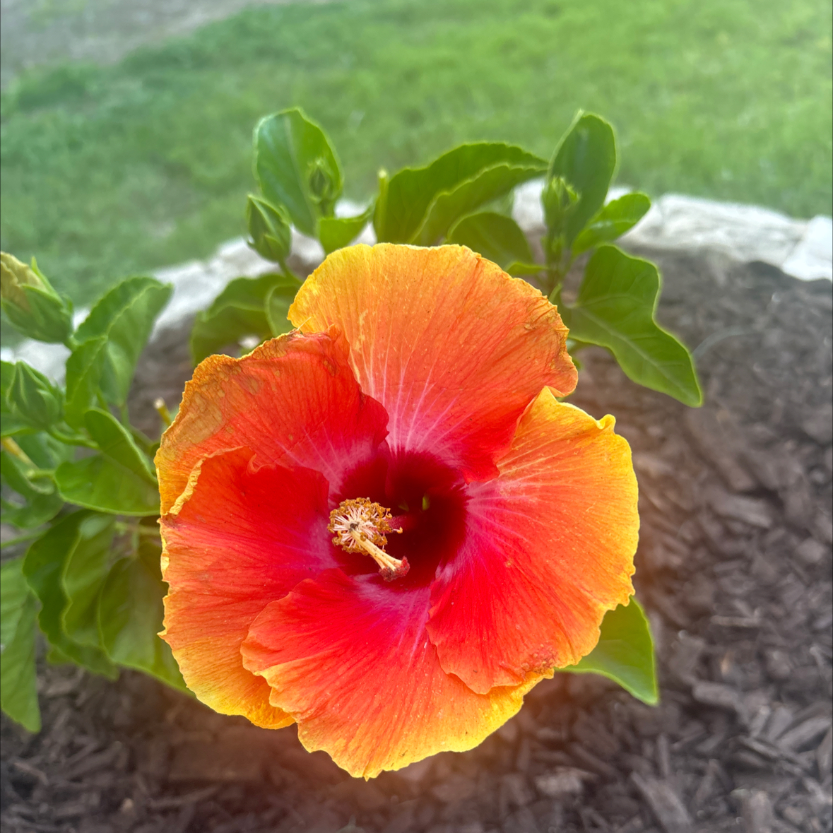 Photo of the plant species Sunset Hibiscus by @FrontpageBasil named Denali on Greg, the plant care app