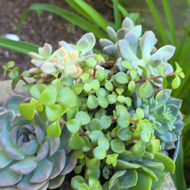 Photo of the plant species Purdy's Stonecrop by @JocundCobnut42 named Porch plant 🪴 on Greg, the plant care app