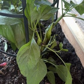Photo of the plant species Jalapeno Pepper by @BigGuzmania57 named Lola on Greg, the plant care app