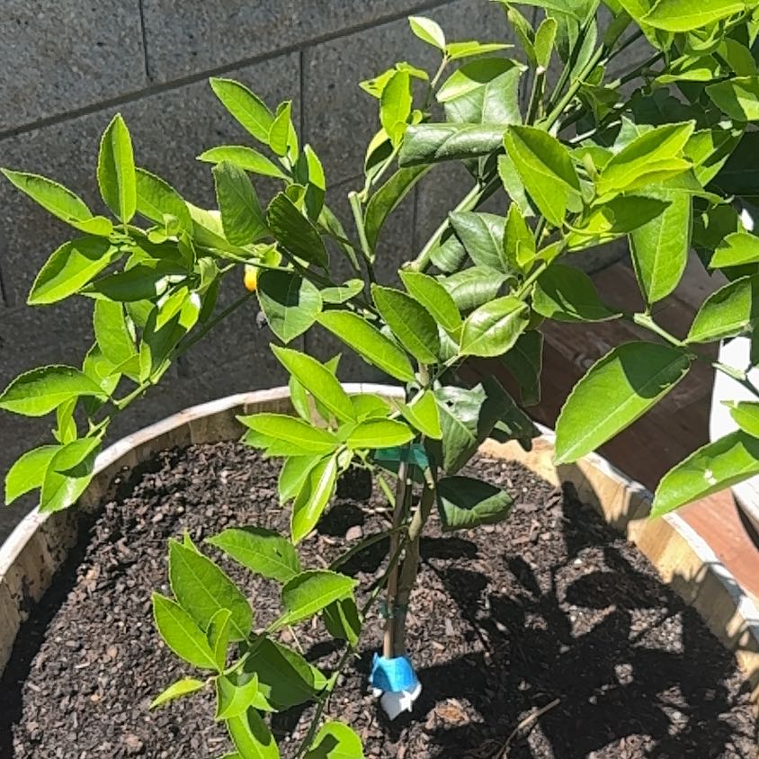 Photo of the plant species Meyer Lemon Tree by @BigGuzmania57 named Limoncello on Greg, the plant care app