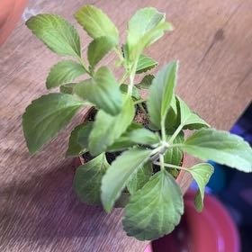 Photo of the plant species Mealycup Sage by @CelestialBeing named Messi on Greg, the plant care app