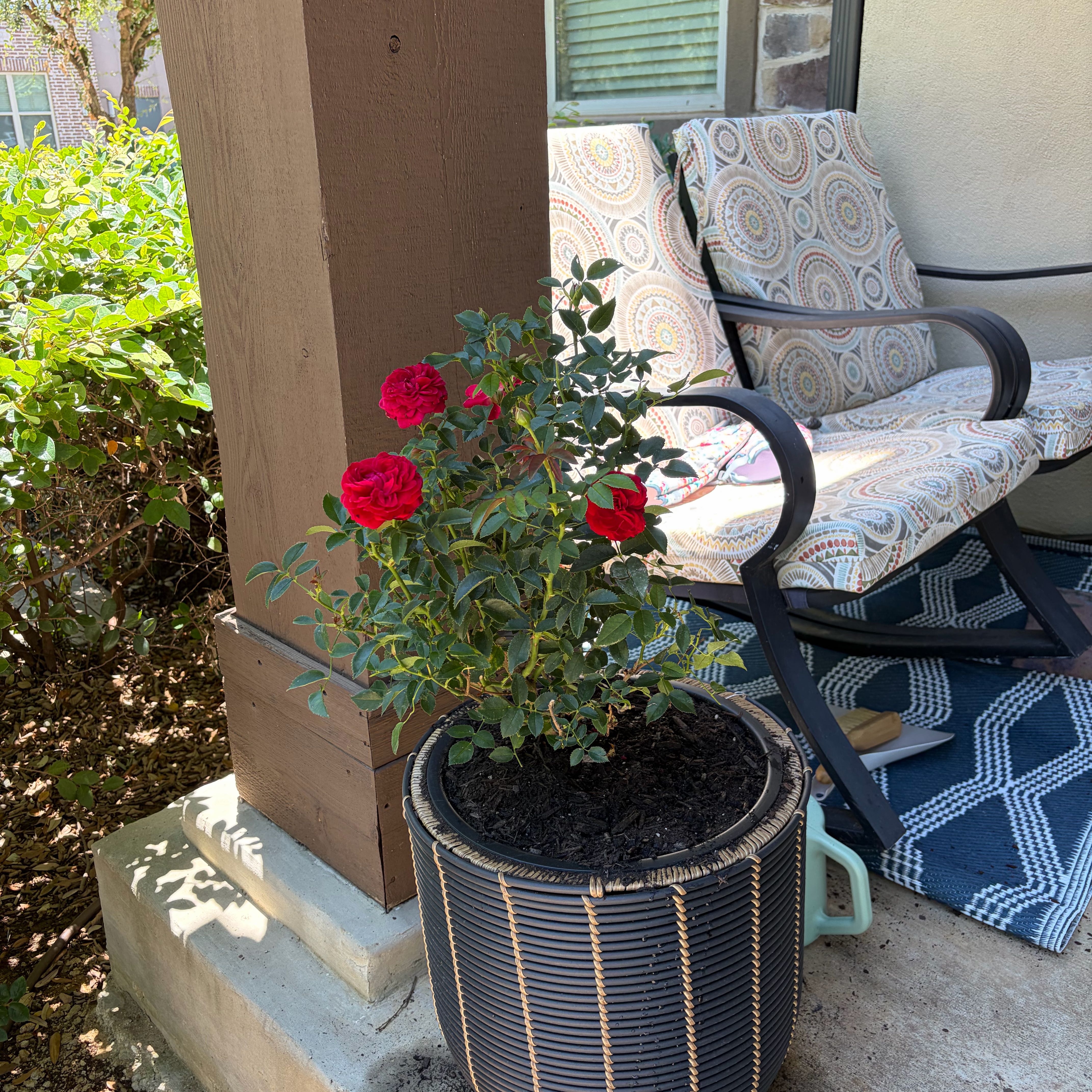 Photo of the plant species True Love Rose by @SuperBibi28 named Delilah on Greg, the plant care app