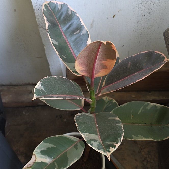 Photo of the plant species Coral by @HipGrass22 named Fernie Mercury on Greg, the plant care app