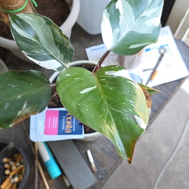 Photo of the plant species White Knight by @HipGrass22 named Darwin on Greg, the plant care app