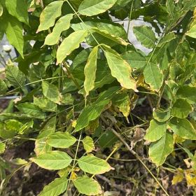 Photo of the plant species Chinese Wisteria by @ZealMiro90 named Kardashian on Greg, the plant care app