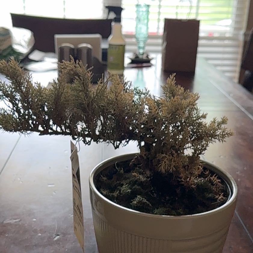Photo of the plant species Japanese Cedar by @BiggestRedlog21 named Emerson on Greg, the plant care app
