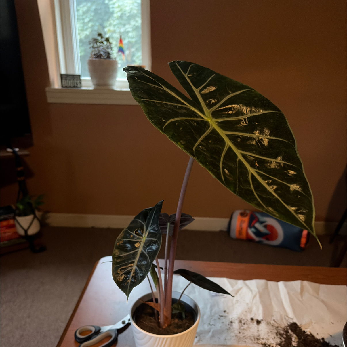 Photo of the plant species Fancy Alocasia by @CasualTauhinu91 named Stella on Greg, the plant care app