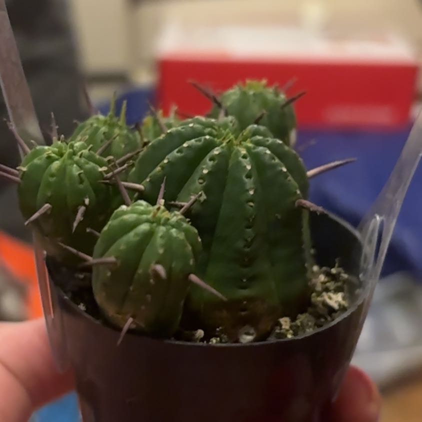 Photo of the plant species Euphorbia ferox by @FlashyIcarus83 named Remington on Greg, the plant care app