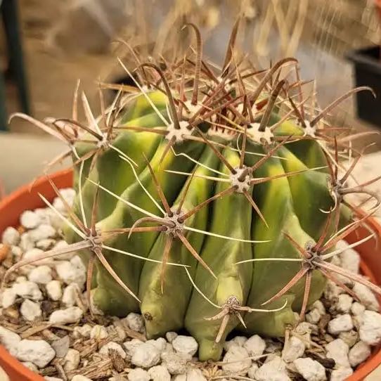 Photo of the plant species Barrel Cactus by @BigMum69 named Navajo on Greg, the plant care app