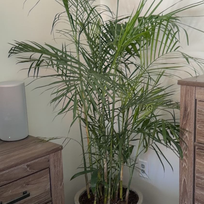 Photo of the plant species Bamboo Palm by @PrinceColeus30 named Harry on Greg, the plant care app