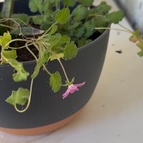 Photo of the plant species Dovefoot Geranium by @PrinceColeus30 named Achilles on Greg, the plant care app