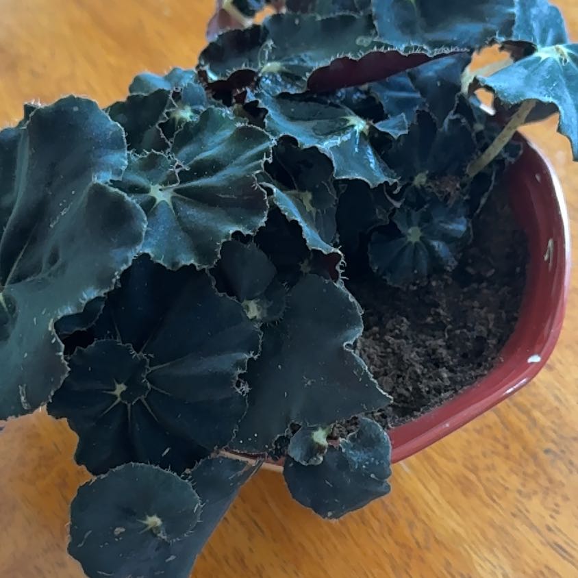 Photo of the plant species Begonia 'Black Mamba' by @TopLichen96 named Rainier on Greg, the plant care app