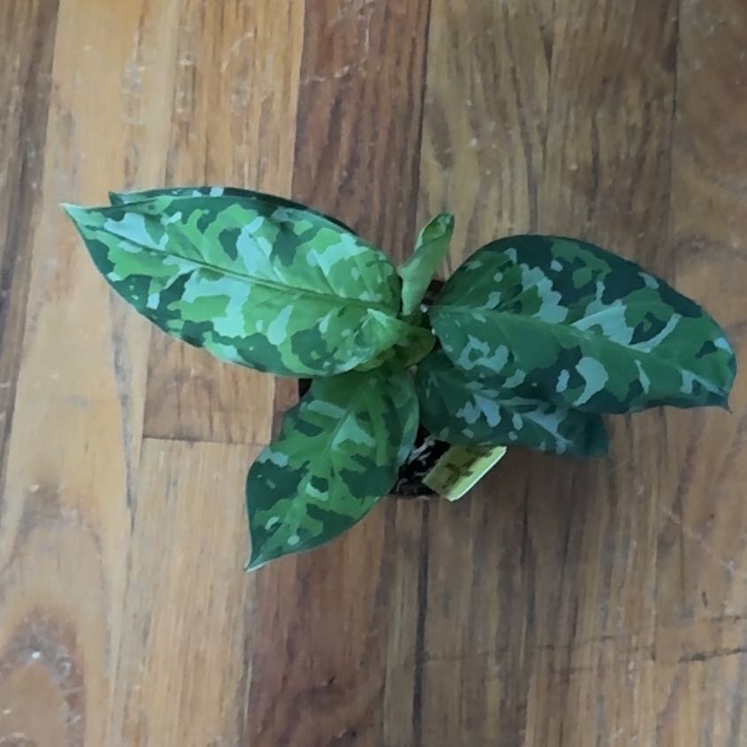 Photo of the plant species Aglaonema 'Tricolor' by @TopLichen96 named Xena on Greg, the plant care app