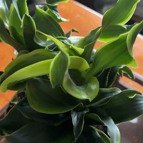 Photo of the plant species Dracaena 'Tornado' by @TopLichen96 named Delilah on Greg, the plant care app